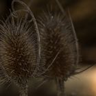 Distel im Eispanzer