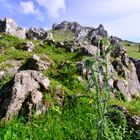 Distel im Eselsburger Tal