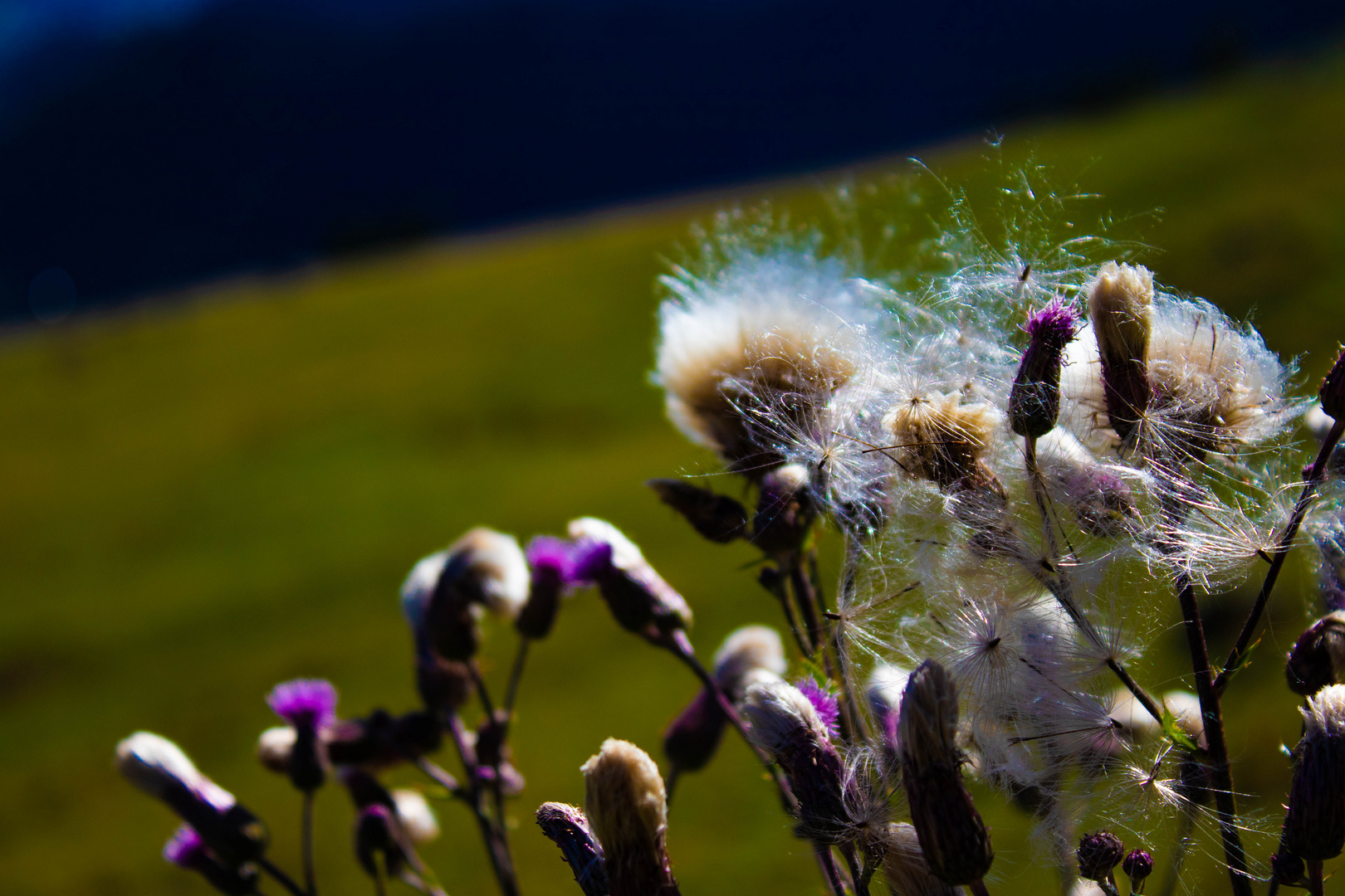 Distel im Farbenspiel