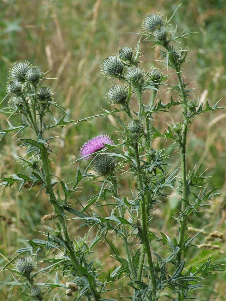 Distel im Feld