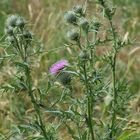 Distel im Feld