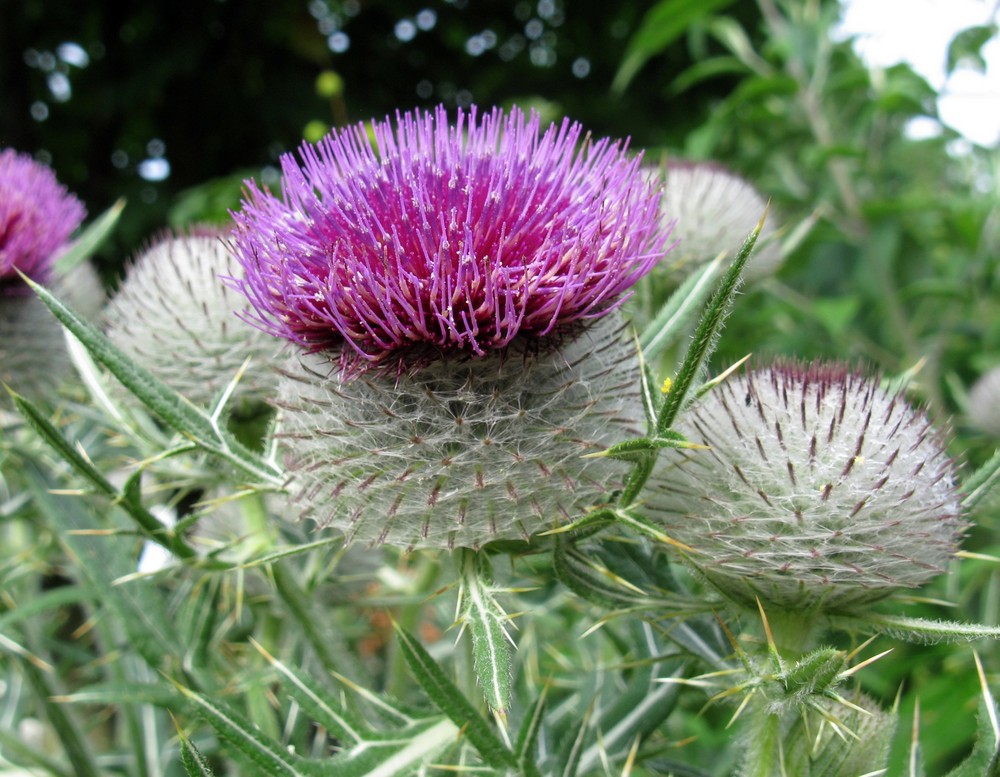 Distel im Garten Foto & Bild | pflanzen u. s.w. Bilder auf ...