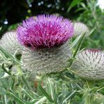 Distel im Garten