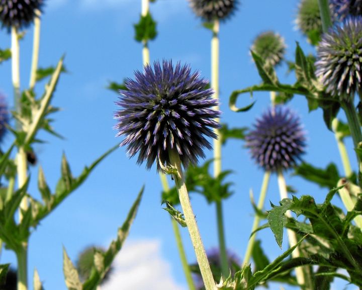 Distel im Garten