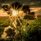 Distel im Gegenlicht