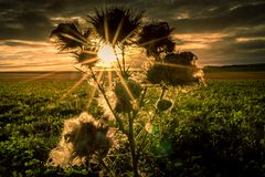 Distel im Gegenlicht