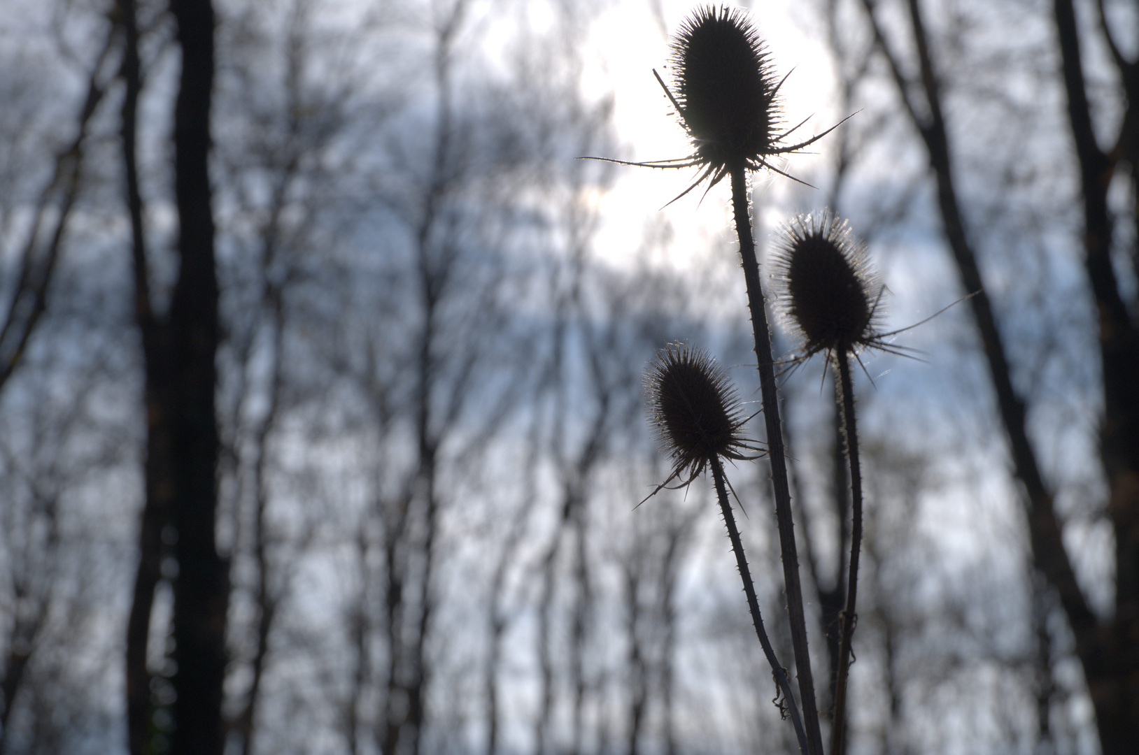 Distel im Gegenlicht