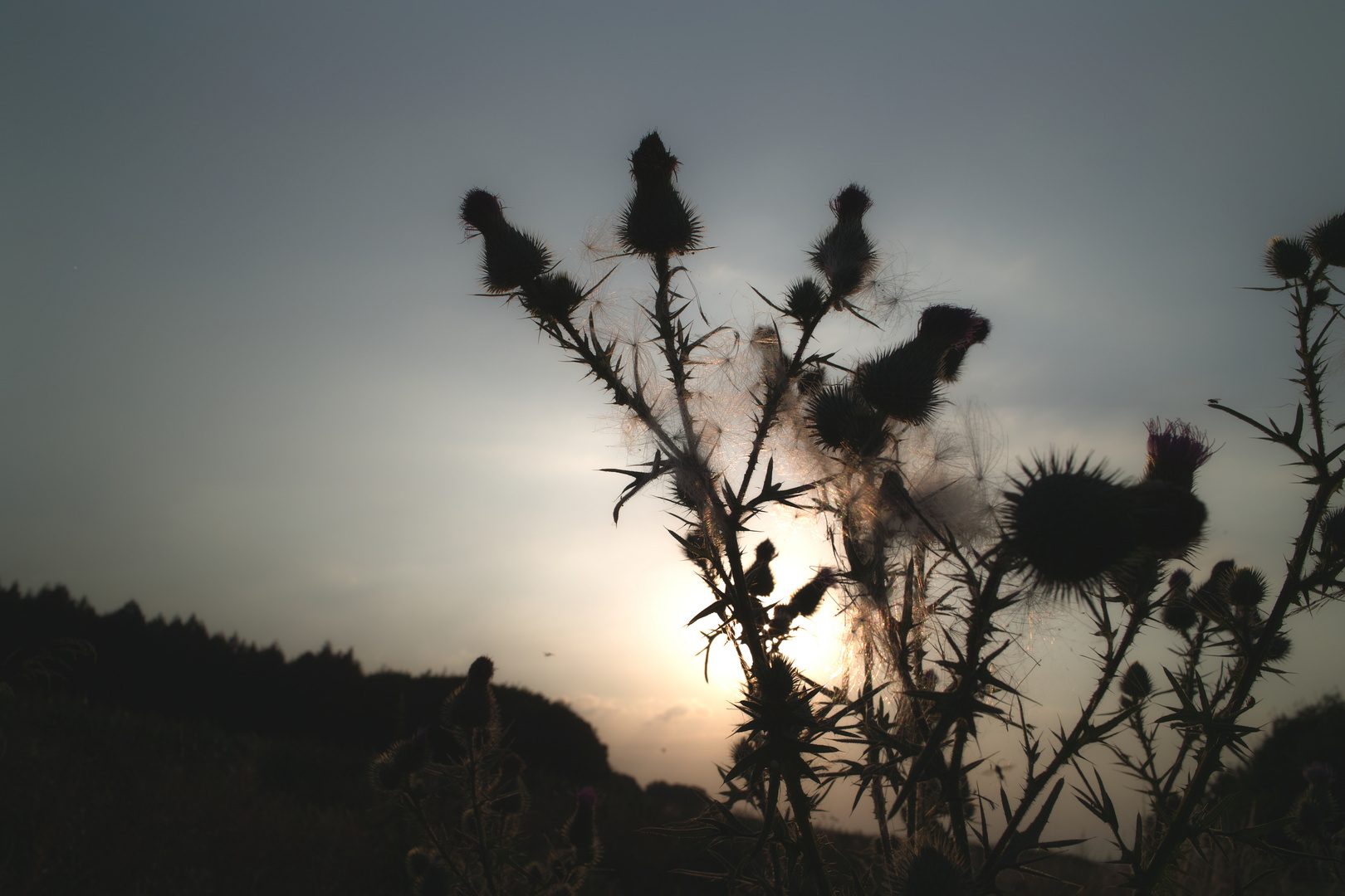 Distel im Gegenlicht