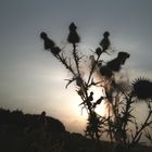 Distel im Gegenlicht