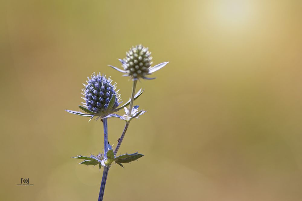 Distel im Gegenlicht...