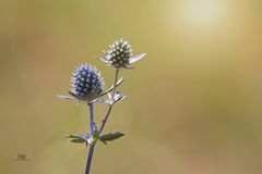 Distel im Gegenlicht...