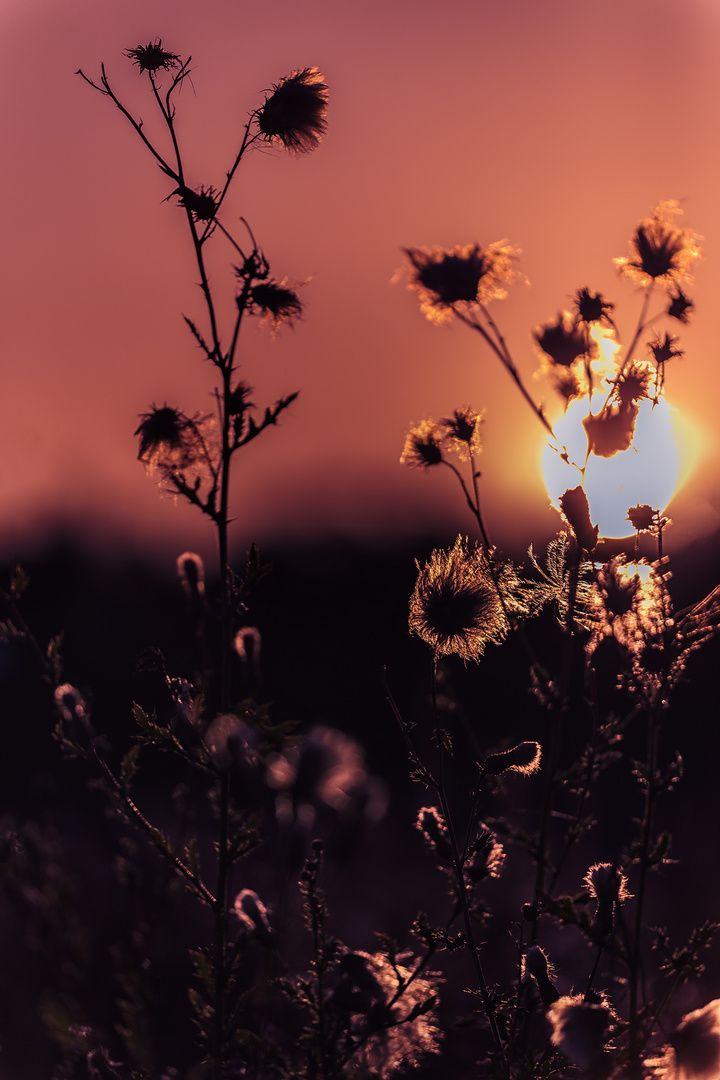 Distel im Gegenlicht