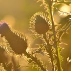 Distel  im Gegenlicht