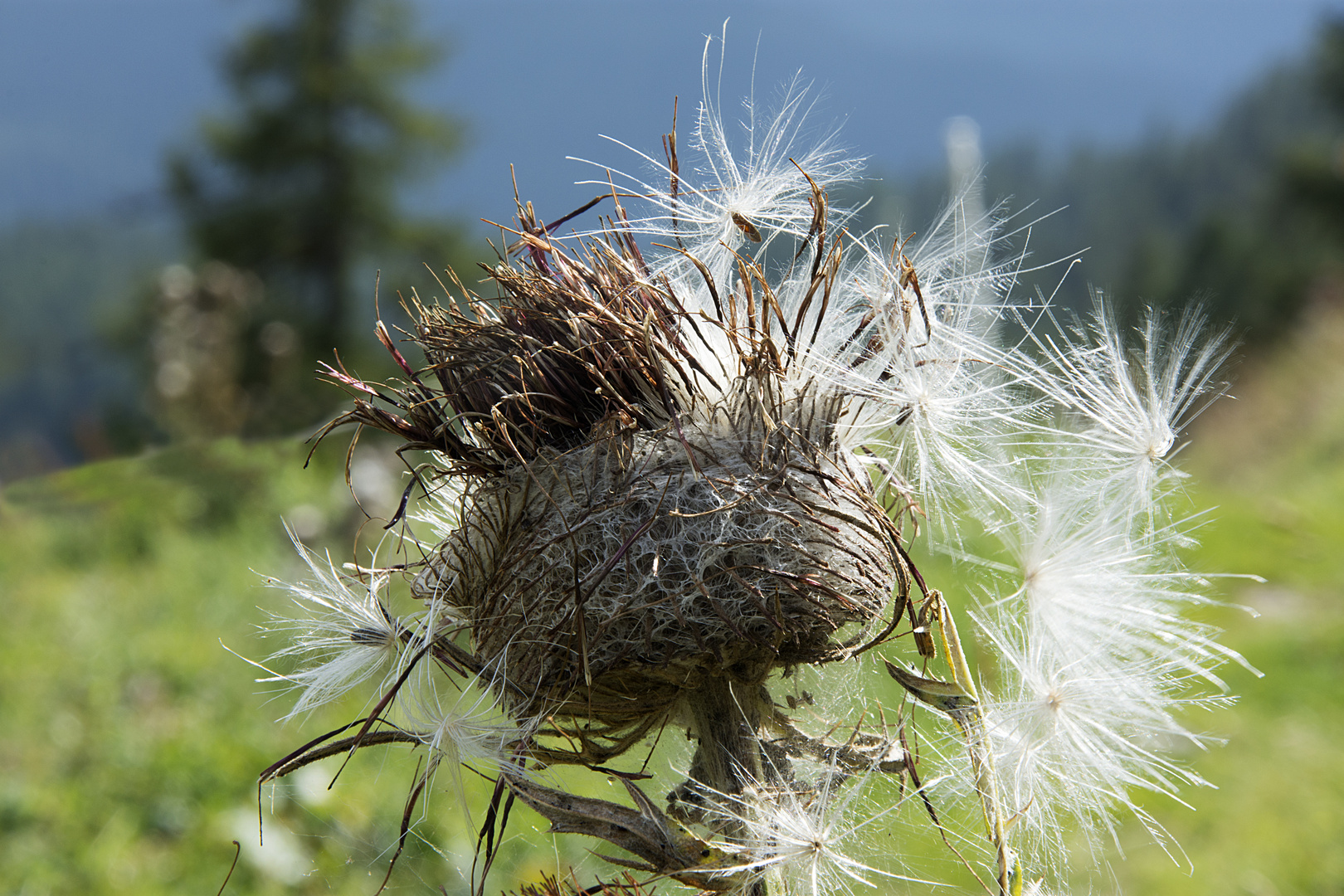 Distel im Gegenlicht