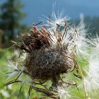 Distel im Gegenlicht