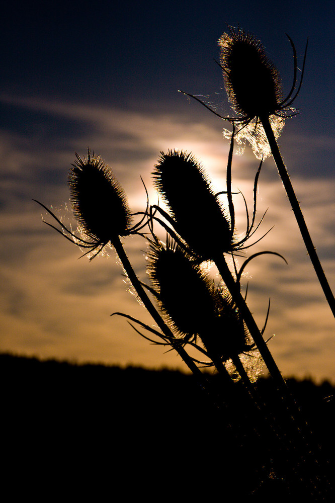 Distel im Gegenlicht