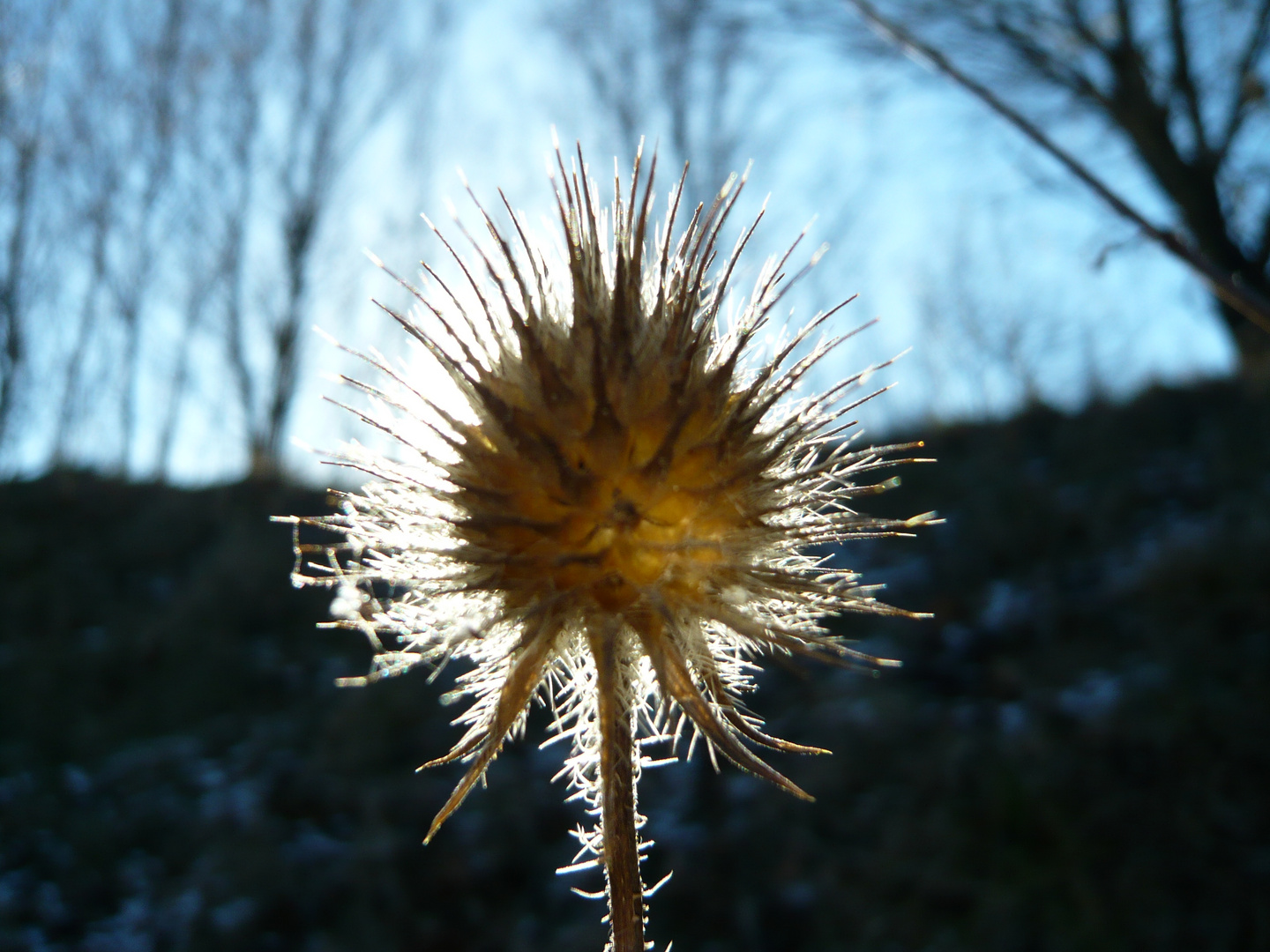 Distel im Gegenlicht