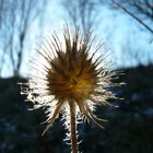 Distel im Gegenlicht