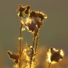 Distel im Gegenlicht der letzten Abendsonne