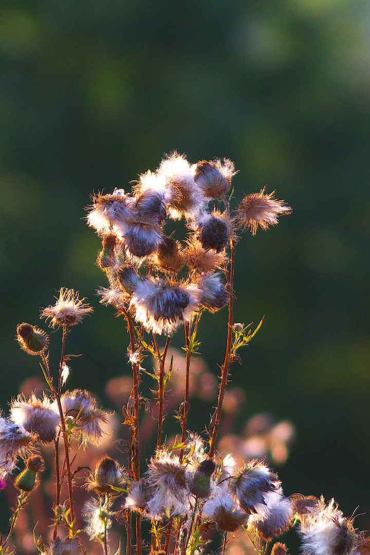 Distel im Gegenlicht der letzten Abendsonne