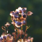 Distel im Gegenlicht der letzten Abendsonne