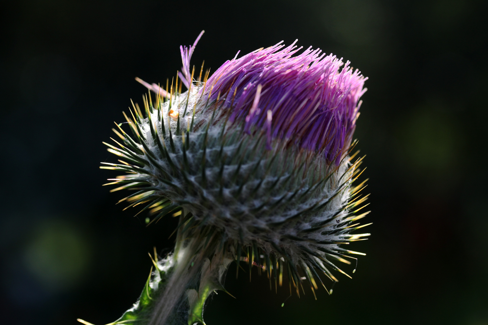 Distel im Gegenlicht