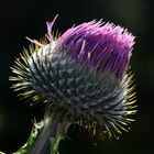 Distel im Gegenlicht