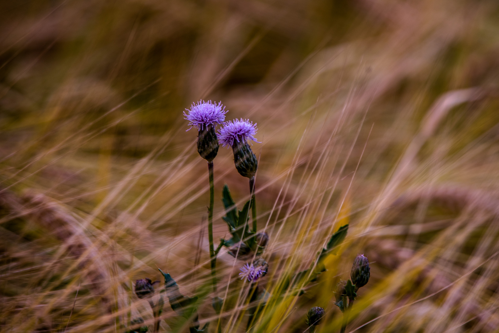 Distel im Gerstenfeld