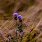 Distel im Gerstenfeld