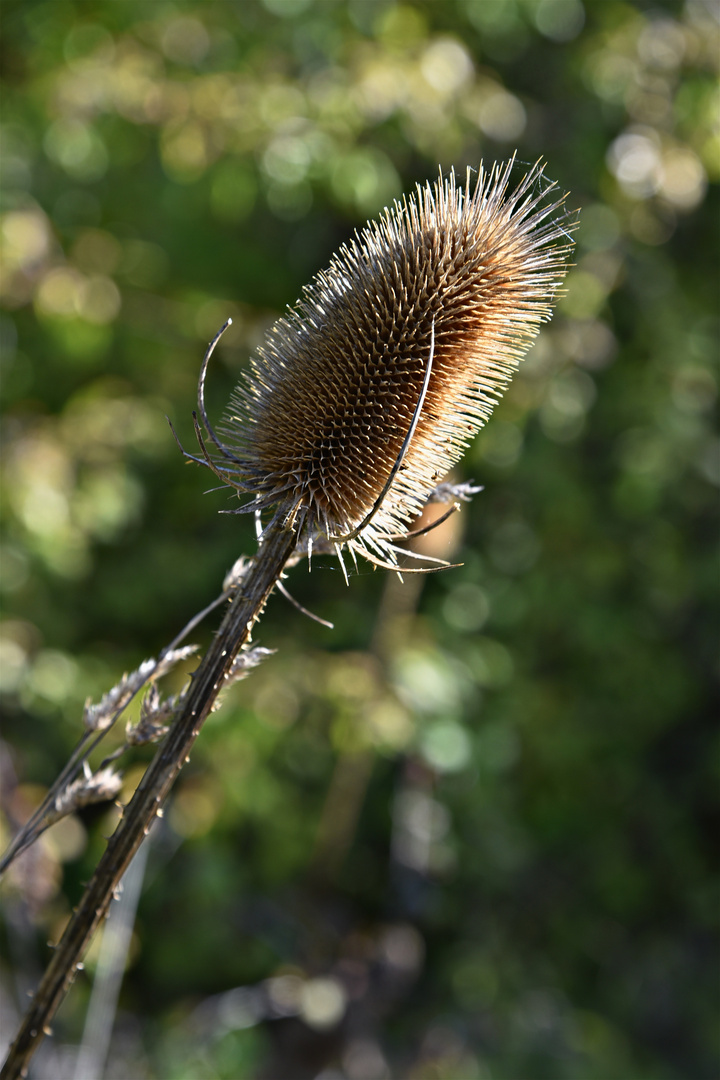 Distel im Herbst 01