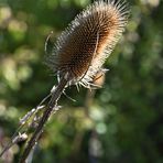 Distel im Herbst 01