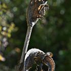 Distel im Herbst 02