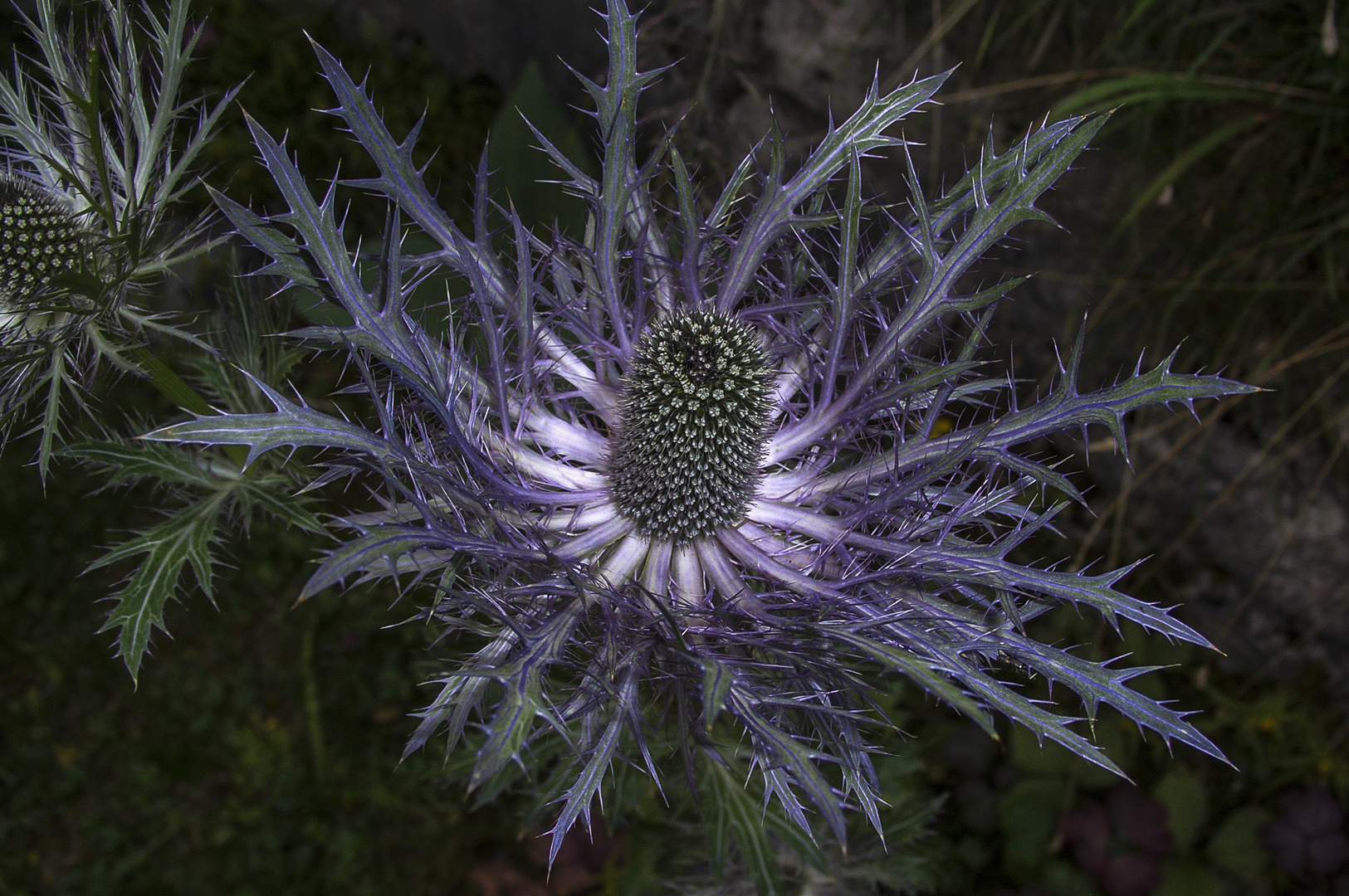 Distel im Herbst