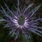 Distel im Herbst