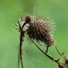 Distel im Herbst