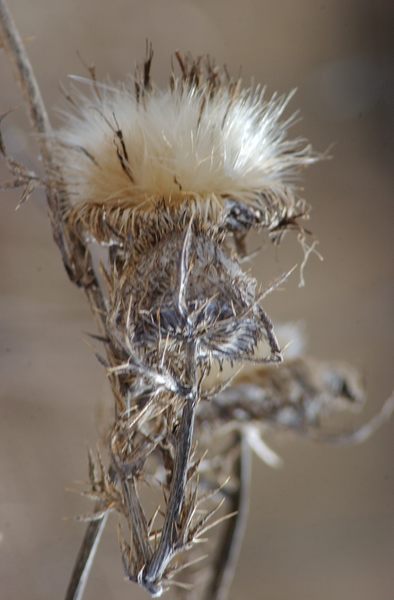 Distel im Herbst