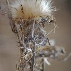 Distel im Herbst