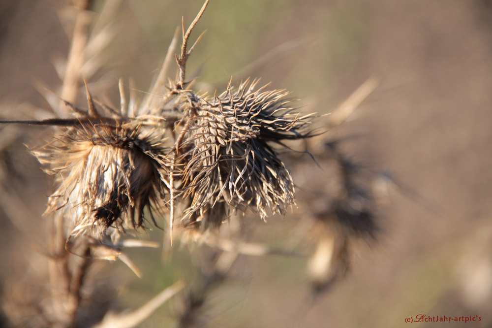 Distel im Herbst