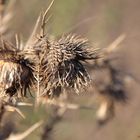 Distel im Herbst