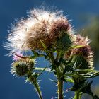 Distel im Herbst