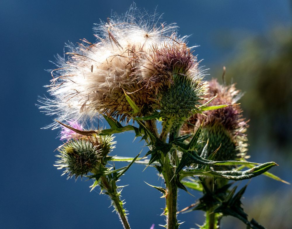 Distel im Herbst