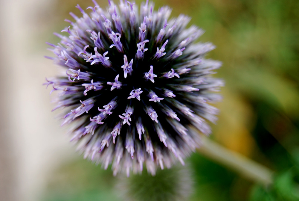 Distel im Herbst