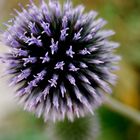 Distel im Herbst