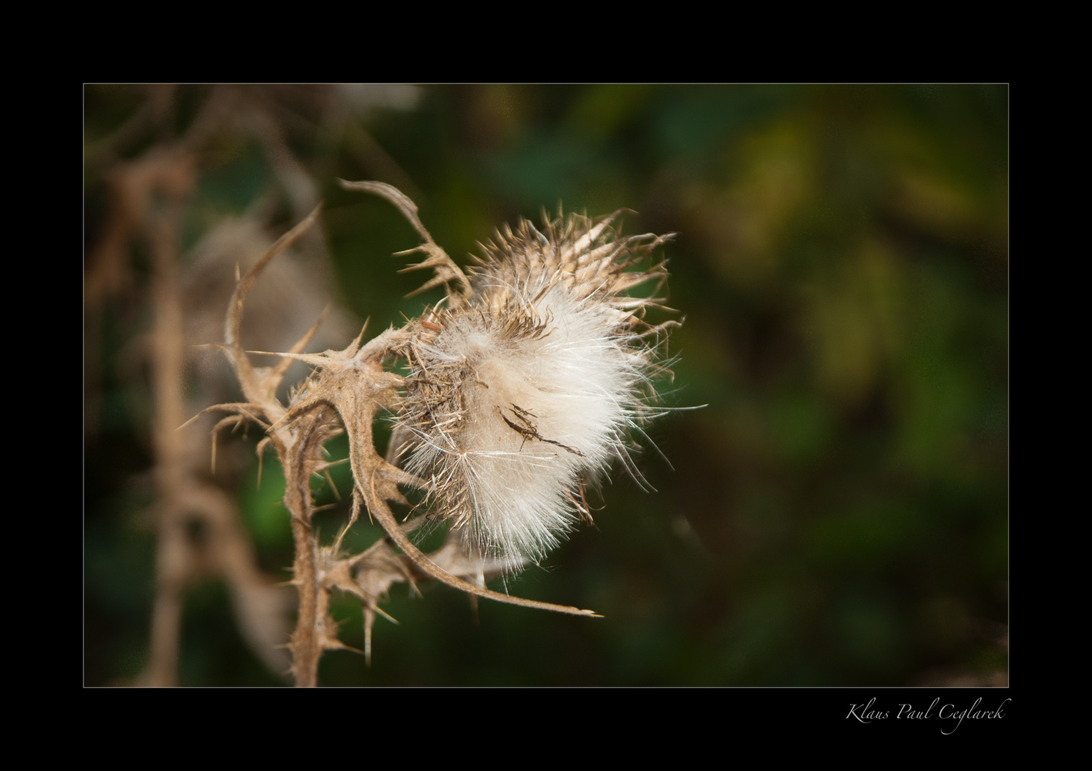 Distel im Herbst