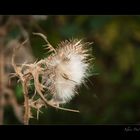 Distel im Herbst