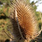 Distel im Herbst