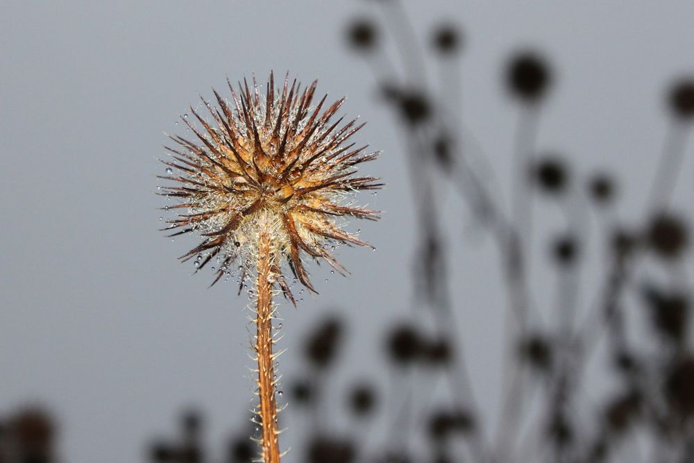 Distel im Herbst