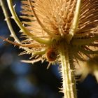 Distel im Herbst mit kleiner Schnecke