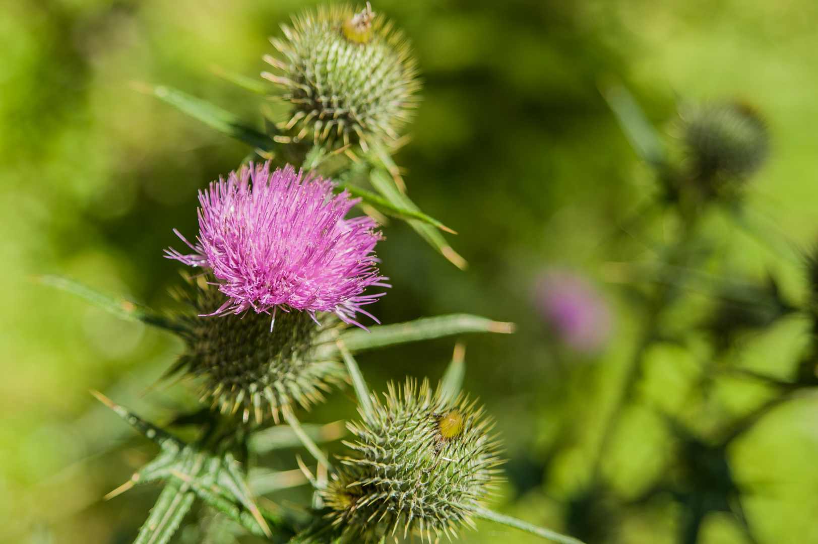 Distel im Hochgebirge