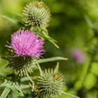 Distel im Hochgebirge